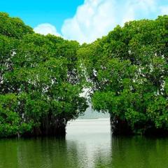 KunnuBanglow Homestay,Nedungolam,paravur,kollam