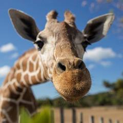 Liebevoll Eingerichtetes Apartment Calima Amarilo