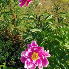 Dessans Amerikan Robe