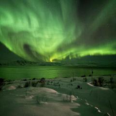 Vakre Hytte Omfavnet Av Yrende Dyreliv