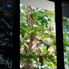 Garden view double room