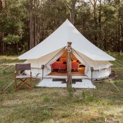 Ventricosa Jervis Bay