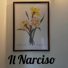 Il Narciso