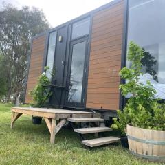 Billy Button by Tiny Away