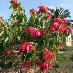 Finca Las Tapias, Casa Mañé
