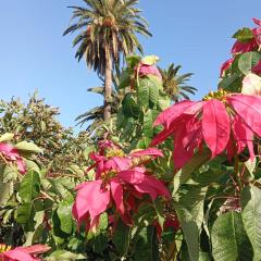 Finca Las Tapias, Glorieta