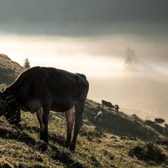 Holiday apartment in Bolsterlang with sauna