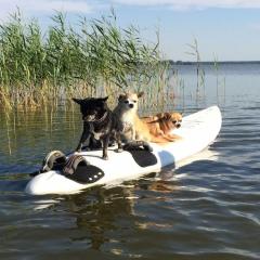 Darss holiday with and without a dog