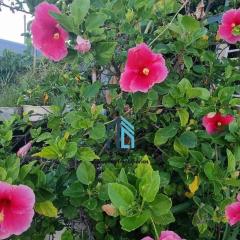 Casa Ingleses com piscina 0232