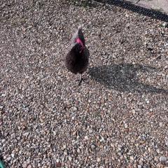 Rural Countryside Wellness Retreat Alpacas, Woods and Chickens with a Fire in Dorset