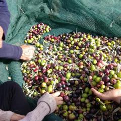 Emarmene Agrotouristic Home in Rhodes Nature