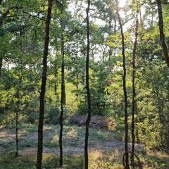 Chalet au bois tranquille