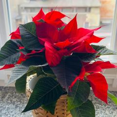 Apartament Azzurro - Old Town