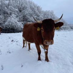 Zerko Holiday Apartment Janko with a private outdoor jacuzzi for FREE