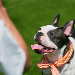 Solana富士御殿場