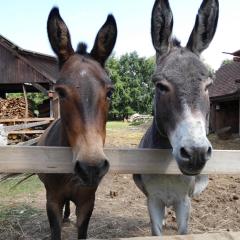 Ferienhof Haus Sulztal