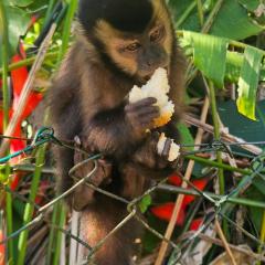 Suite 01 com piscina e acesso à praia da Riviera e Itaguare
