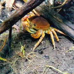 Pousada o Canto da Seriema