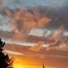 Wilderness Phoenix Rising