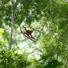 Sumatra Orangutan Discovery Villa