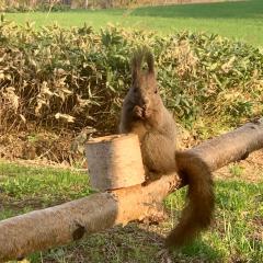 富良野やトマムに近くて毎日エゾリスに出会える貸切ロッジ