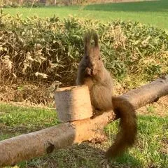 富良野やトマムに近くて毎日エゾリスに出会える貸切ロッジ