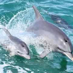 Pool view, BBQ, wifi, walk to Mandurah foreshore!