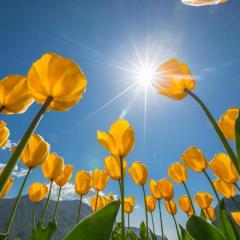 Ta'Battista B&B with pool - Gozo