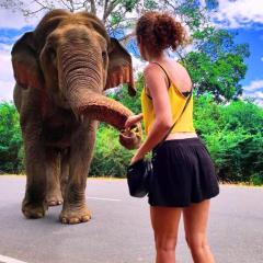 Elephant Orphanage Edge Hotel