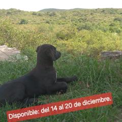 Tinkunaco Alta Gracia