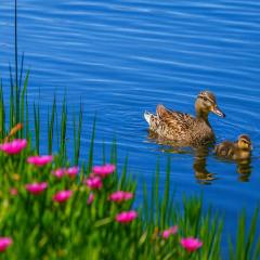 Downtown A2 Gem - Next to Hospitals, Stadium & Restaurants