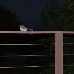 Hoedspruit Wildlife Estate (Indlovu Lodge 266)