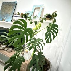 8 Guests ponta de ouro home