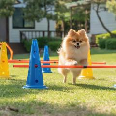 Pocheon luxjay pet Pension