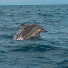 Roshanne Beach Resort, Kalpitiya