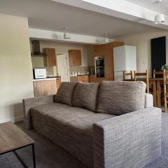 Yellow sunflowers flat in Stroud