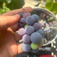 Enchanting Brownstone with a magical garden