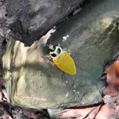 Hotel Finca la Playa