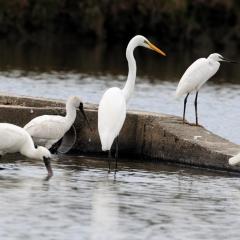 Yilan B&B - Happy Snail