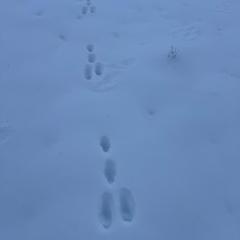 FEWO Braunlage mit Balkon, kostenlosen Parkplatz und Internet
