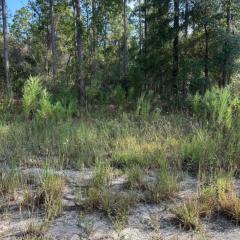 Nice wooded 4,000 sqft vacant lot perfect for tent camping and weekend get away from the city will need to bring your own tent and grill