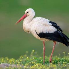 chez stelvia au pays des cigognes