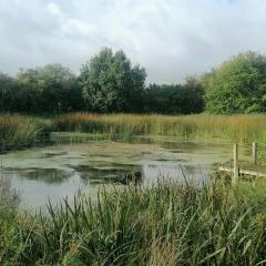 Nature Gem Near Haderslev With 160-Year-Old Beech