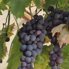 בית העץ של מירה