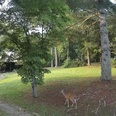 Beaver Creek Cabin - Relax and Enjoy