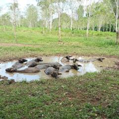 Hostel Guacimo Workaway and Workpackers