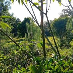 Tannenhof Camping Ground