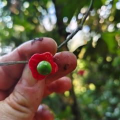 Chiraco cabins native jungle
