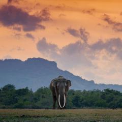 Freedom Safari Lodge