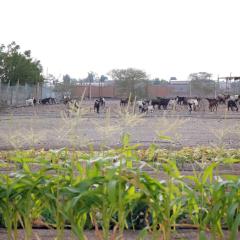 Farm house with all facilities in Al Dhaid , sharjah